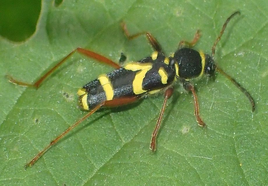 Clytus arietis - közönséges darázscincér