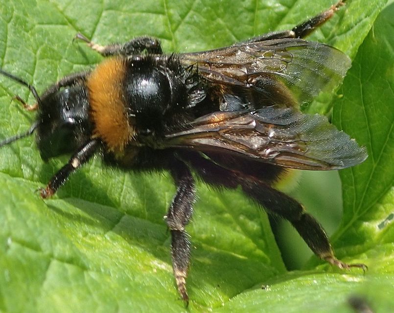 Bombus bohemicus