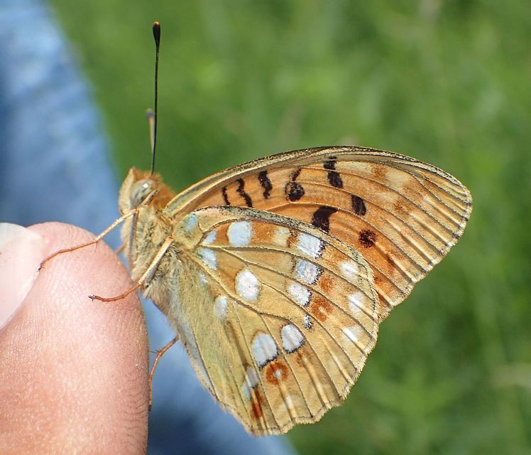 Argynnis adippe - ezüstös gyöngyházlepke