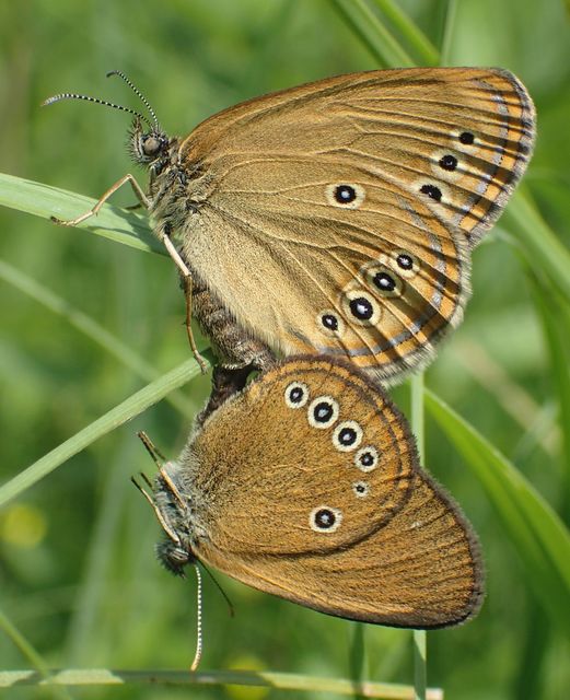 Coenonympha oedippus - ezüstsávos szénalepke
