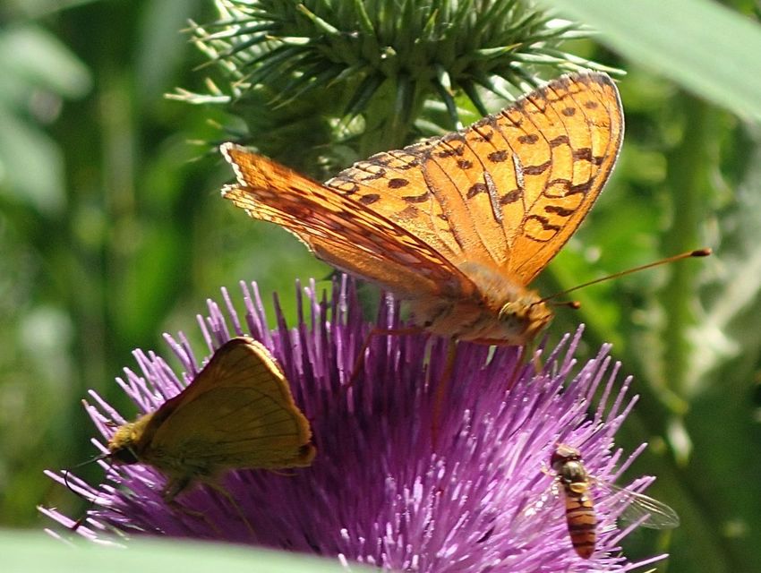 Argynnis adippe - ezüstös gyöngyházlepke