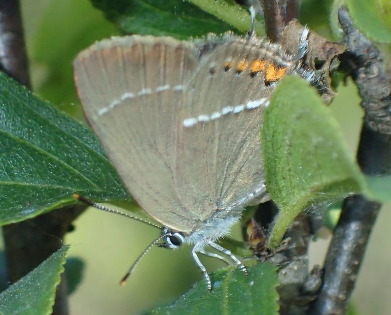 Satyrium spini - kökény-csücsköslepke