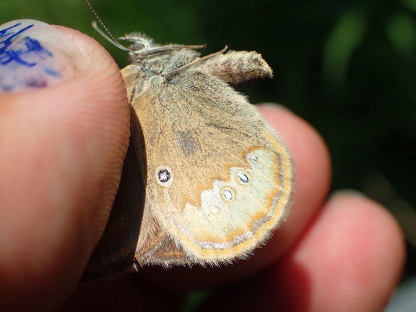Coenonympha oedippus - ezüstsávos szénalepke