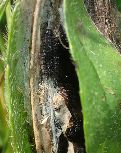 Euphydryas aurinia - lápi tarkalepke