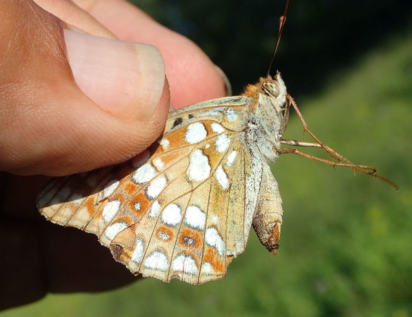 Argynnis adippe - ezüstös gyöngyházlepke