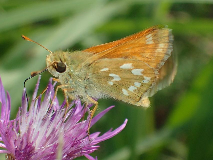 Hesperia comma - vesszős busalepke