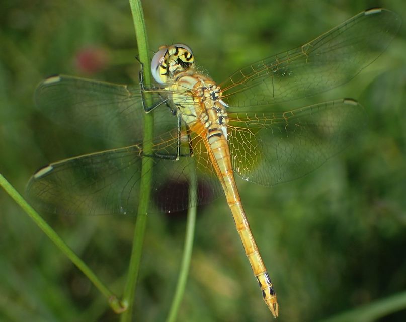 Sympetrum fonscolombii - vándor katona-szitakötő