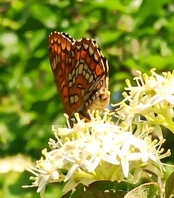 Euphydryas maturna - díszes tarkalepke