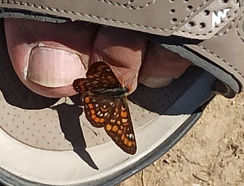 Euphydryas maturna - díszes tarkalepke
