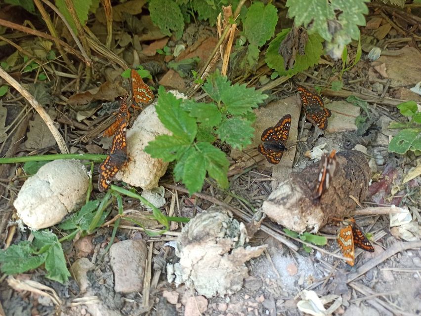 Euphydryas maturna - díszes tarkalepke