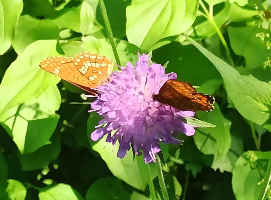 Euphydryas maturna - díszes tarkalepke