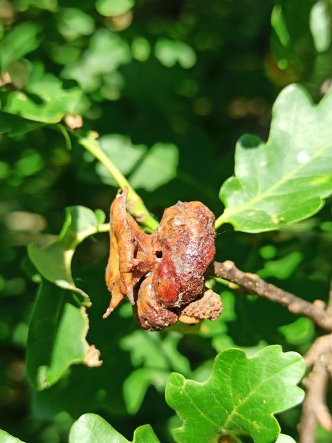 Andricus dentimitratus