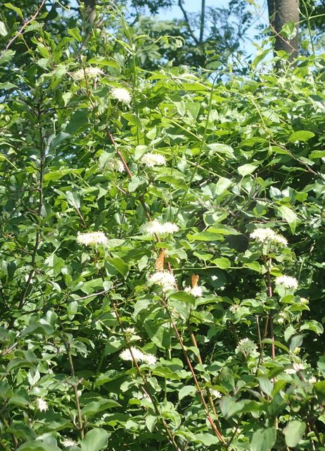 Euphydryas maturna - díszes tarkalepke