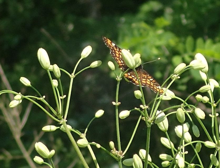 Euphydryas maturna - díszes tarkalepke