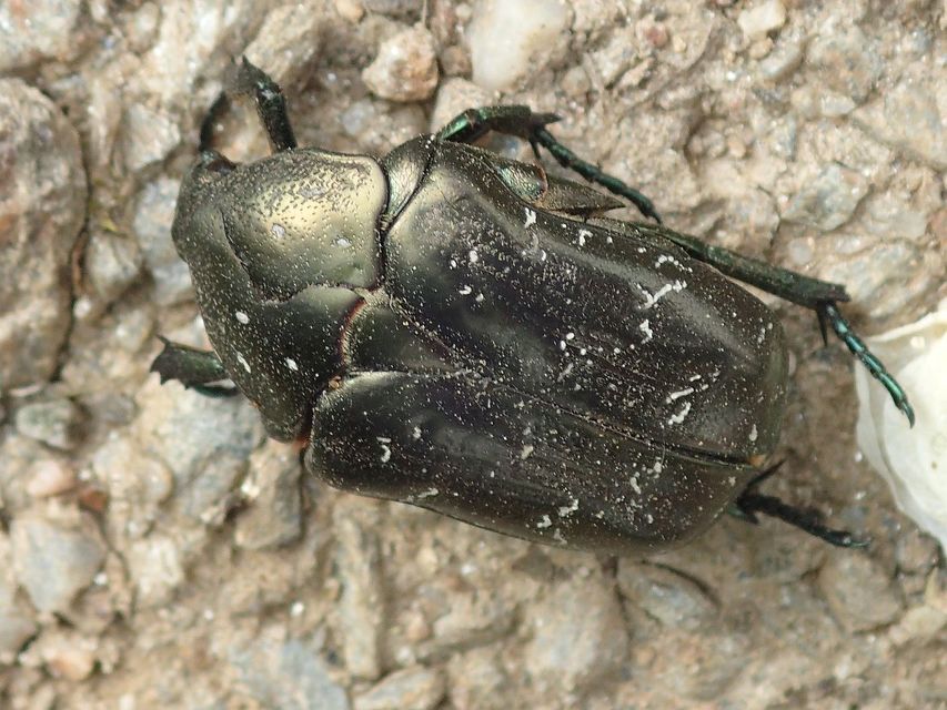 Protaetia marmorata - márványos virágbogár