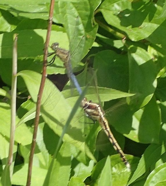 Orthetrum coerulescens - karcsú pásztorszitakötő