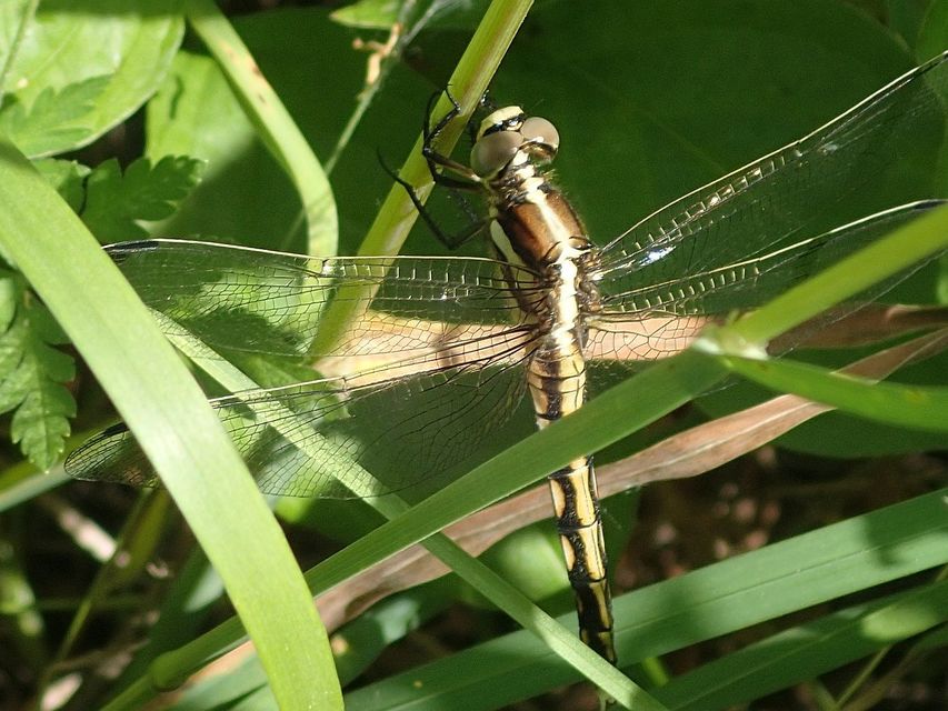Orthetrum albistylum - fehérfarkú pásztorszitakötő