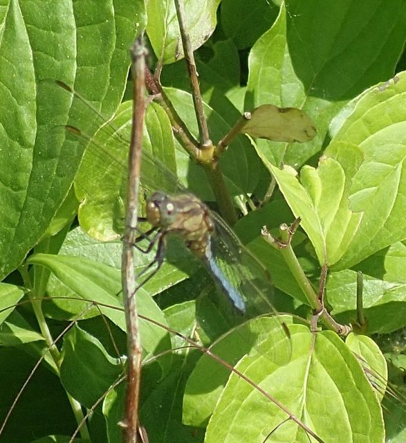 Orthetrum coerulescens - karcsú pásztorszitakötő