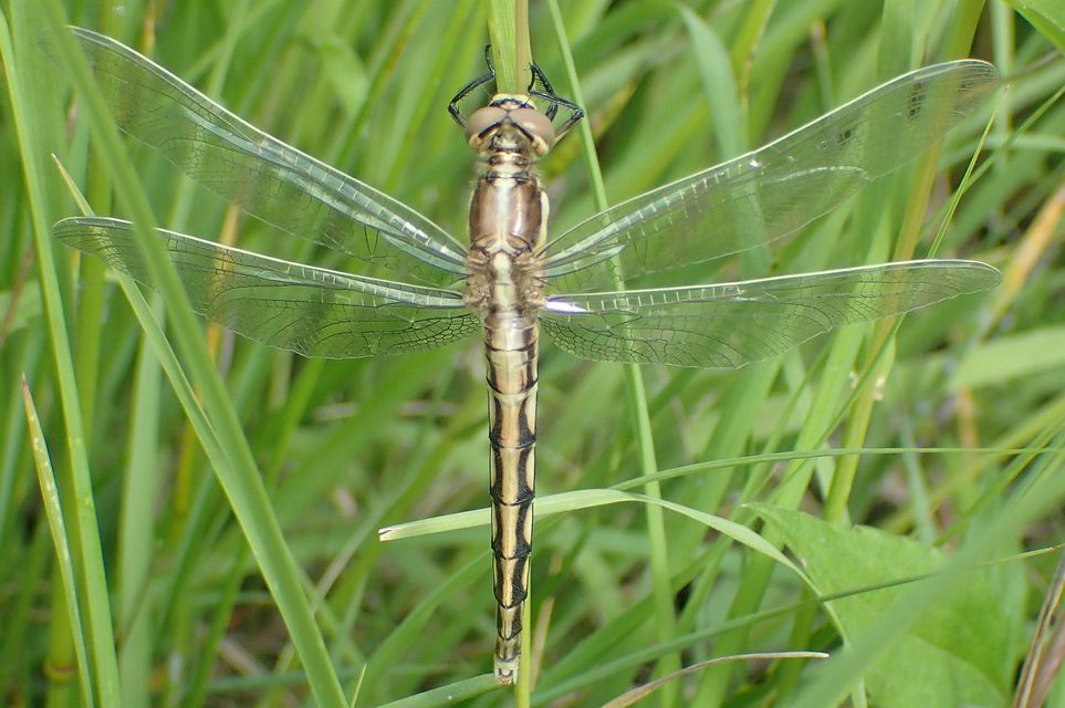 Orthetrum albistylum - fehérfarkú pásztorszitakötő