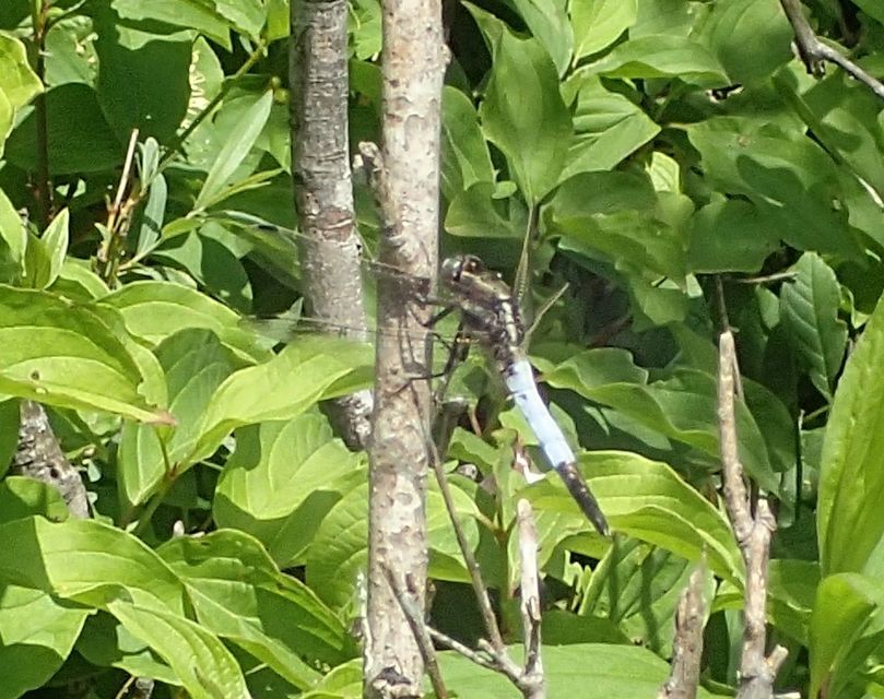 Orthetrum albistylum - fehérfarkú pásztorszitakötő