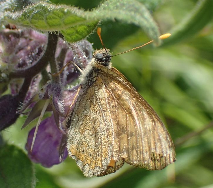 Euphydryas aurinia - lápi tarkalepke