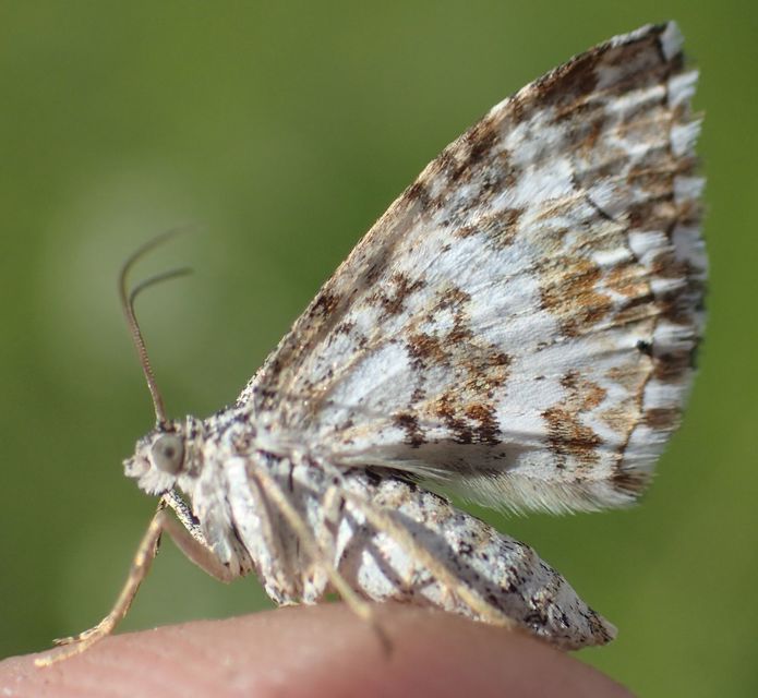 Epirrhoe pupillata - hullámos galajaraszoló