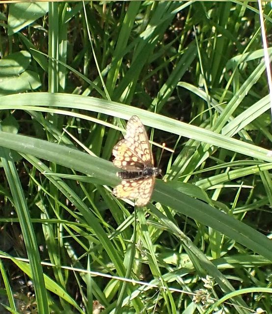 Euphydryas aurinia - lápi tarkalepke