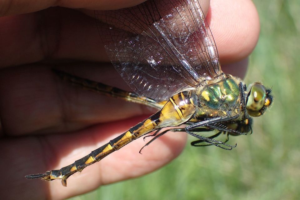 Somatochlora flavomaculata - sárgafoltos smaragdszitakötő