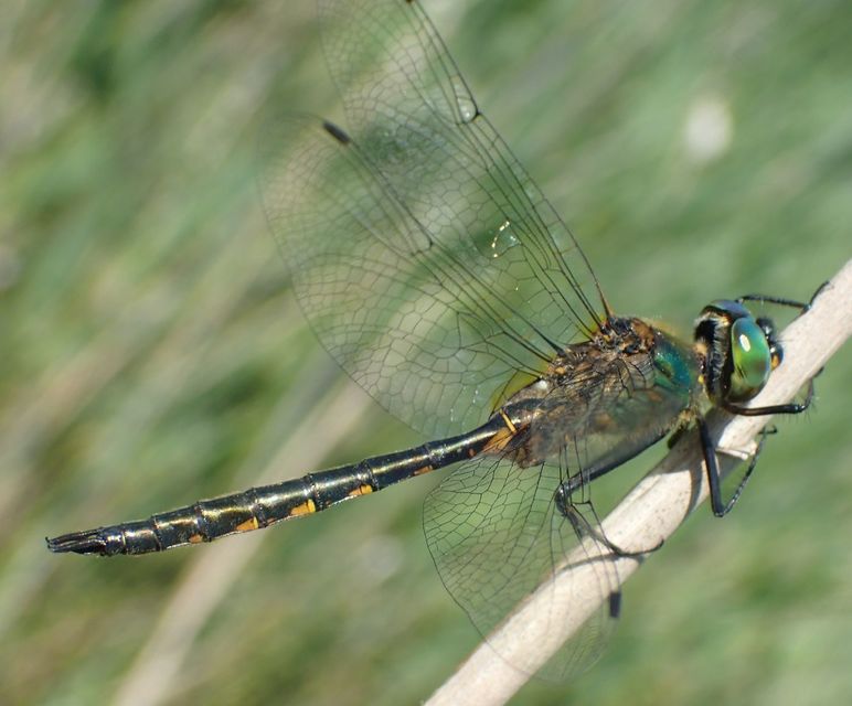 Somatochlora flavomaculata - sárgafoltos smaragdszitakötő