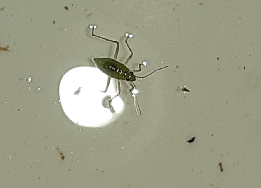 Mesovelia furcata - vízenjáró poloska Mesovelia furcata - vízenjáró poloska