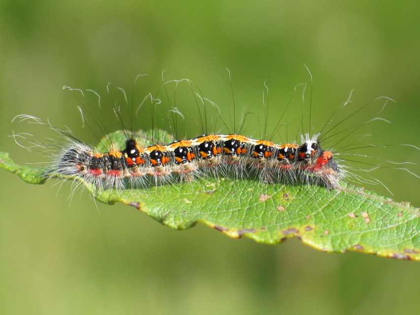 Acronicta tridens - barnás szigonyosbagoly