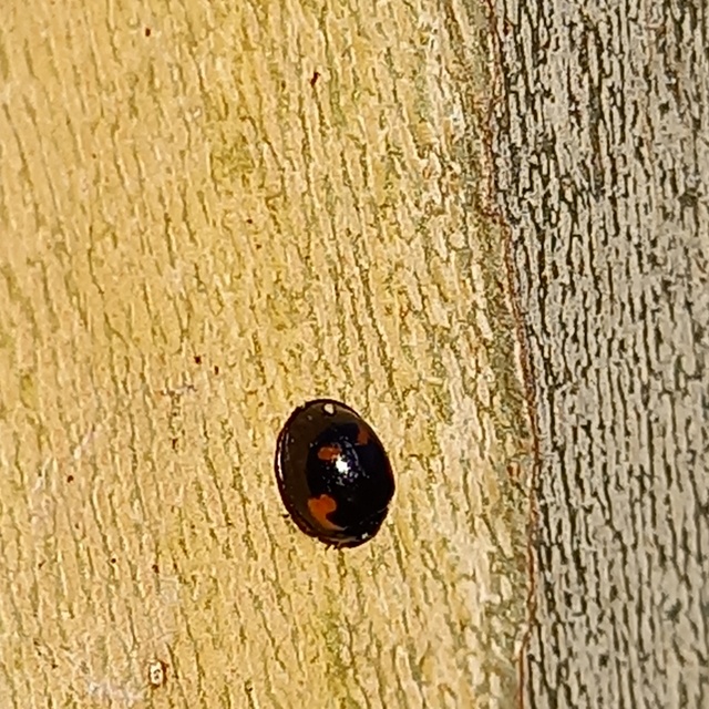 Exochomus quadripustulatus - négyfoltos szerecsenkata