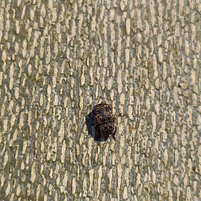 Anthribus nebulosus - ködfoltos pajzstetvész-orrosbogár