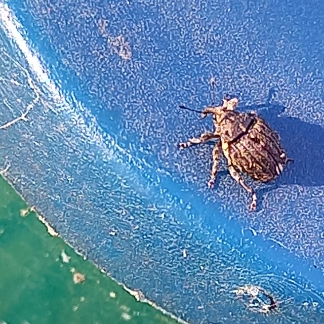 Stenocarus