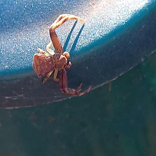Pistius truncatus - csonka karolópók