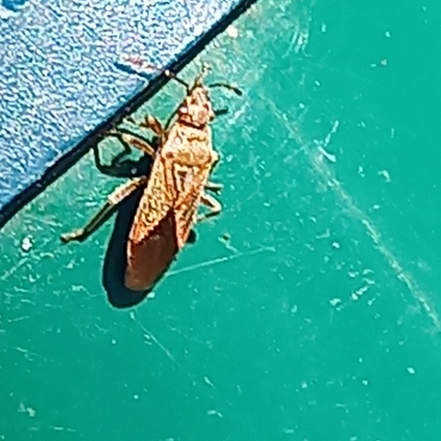 Arocatus longiceps - platánbodobács