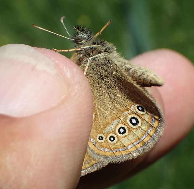 Coenonympha oedippus - ezüstsávos szénalepke