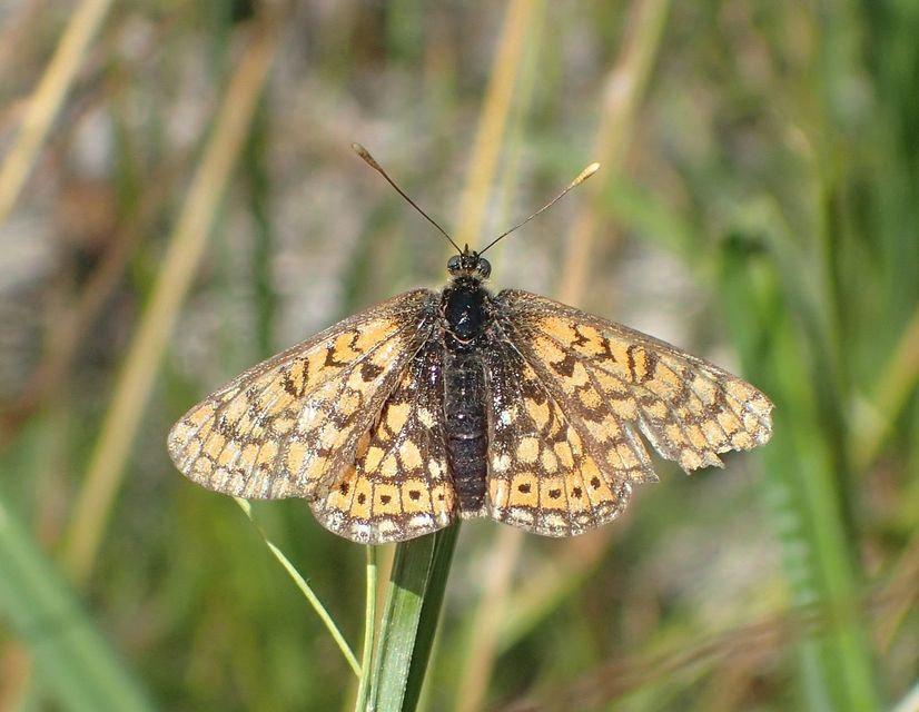 Euphydryas aurinia - lápi tarkalepke