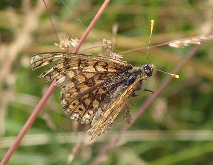 Euphydryas aurinia - lápi tarkalepke