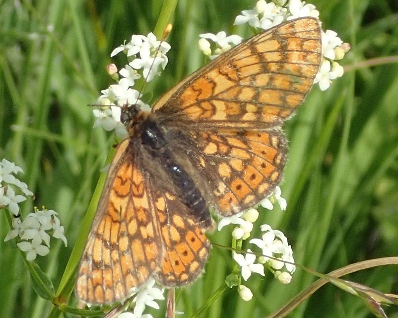 Euphydryas aurinia - lápi tarkalepke