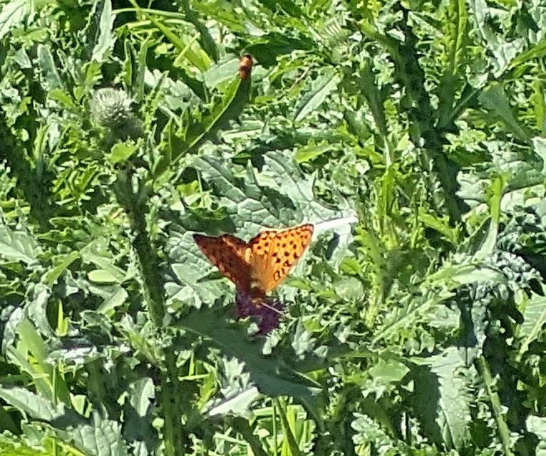 Argynnis adippe - ezüstös gyöngyházlepke