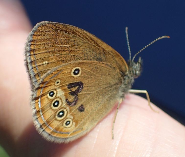 Coenonympha oedippus - ezüstsávos szénalepke