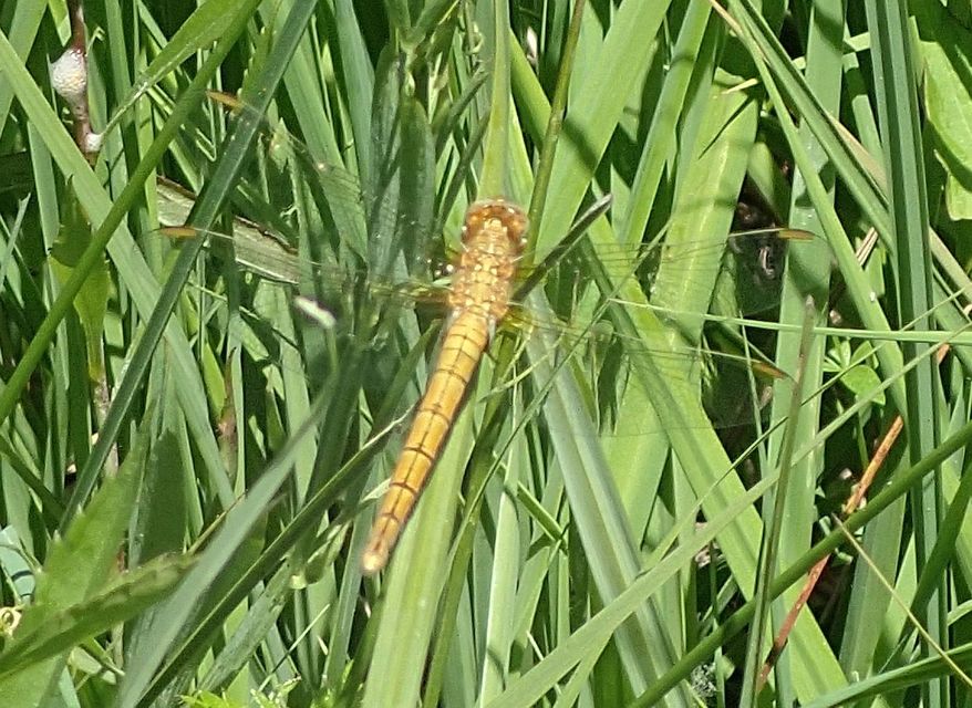 Orthetrum coerulescens - karcsú pásztorszitakötő