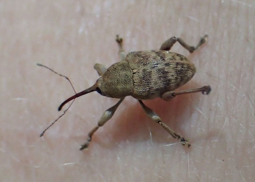 Curculio venosus - tarajos zsuzsóka