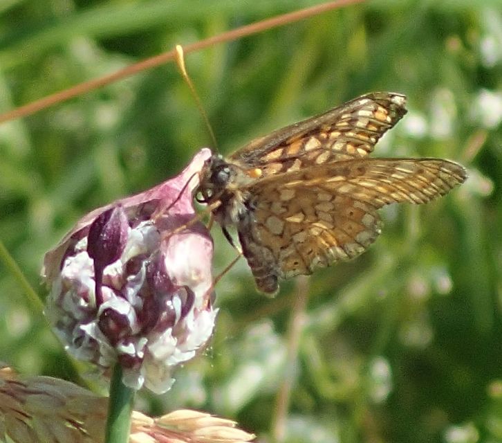 Euphydryas aurinia - lápi tarkalepke