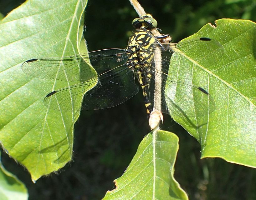 Onychogomphus forcipatus - gyűrűs folyami-szitakötő