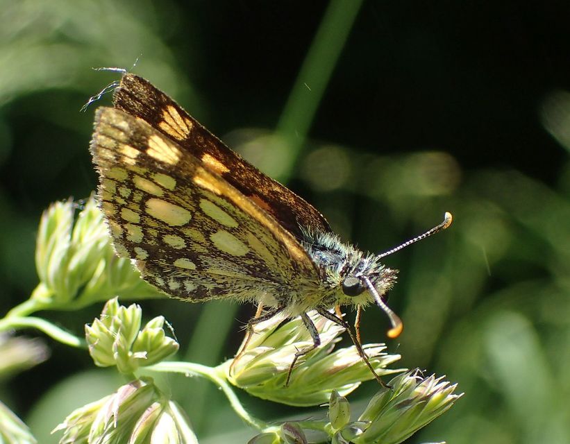 Carterocephalus palaemon - kockás busalepke