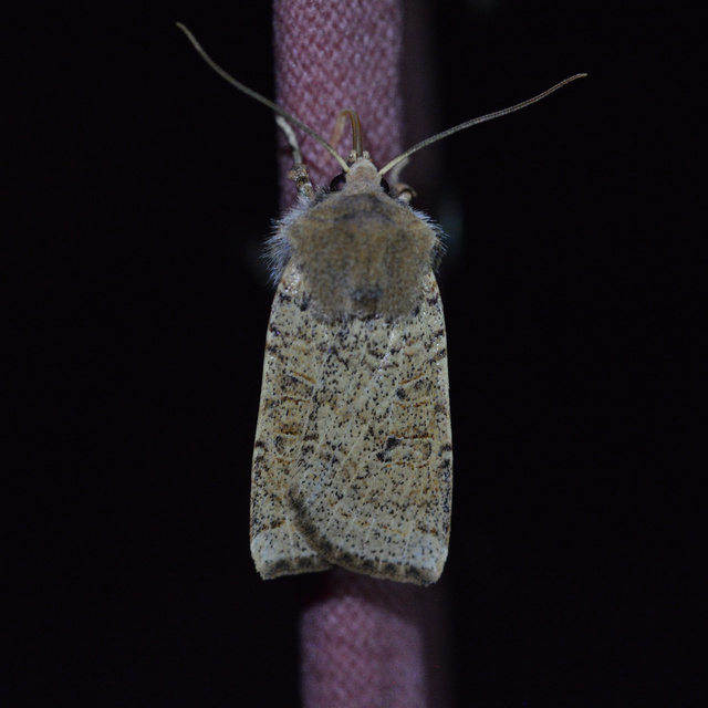 Conistra veronicae - veronika-őszibagoly