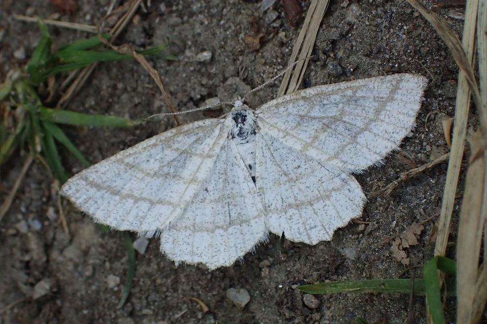 Perconia strigillaria - fehérszárnyú aranyaraszoló