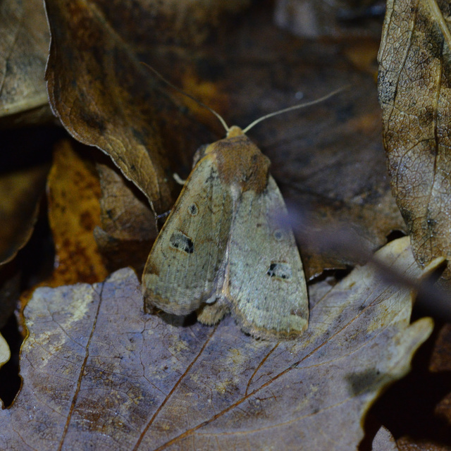 Conistra erythrocephala - vörösfejű őszibagoly